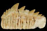 Fossil Cow Shark (Hexanchus) Tooth - Morocco #118393-1